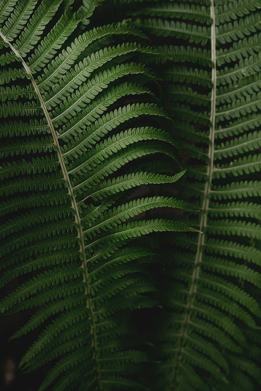 папоротник, природа, лес, Бабинцева Мария