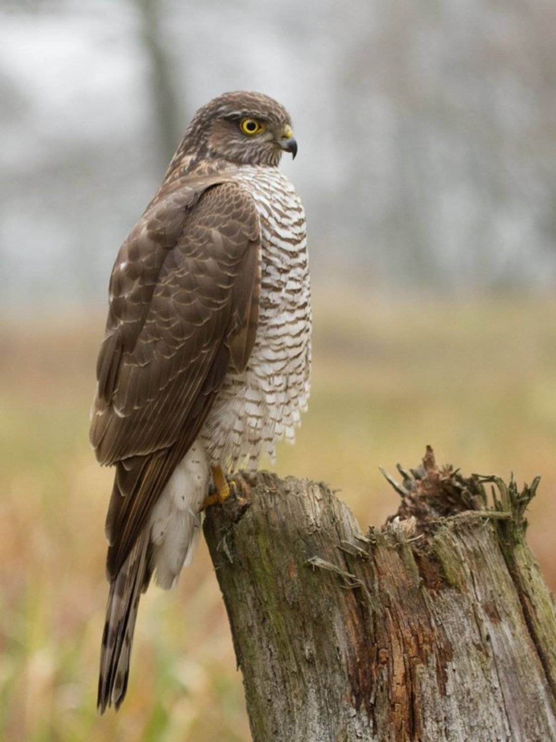 , Janina J?drzejewska-Szombara