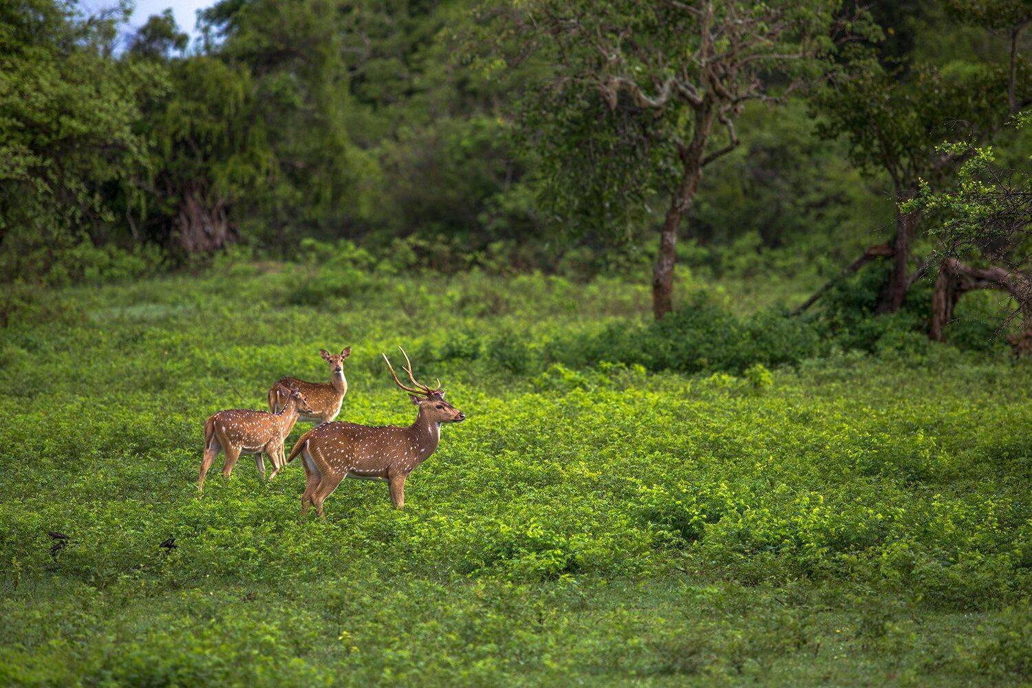 , Игорь Шитиков