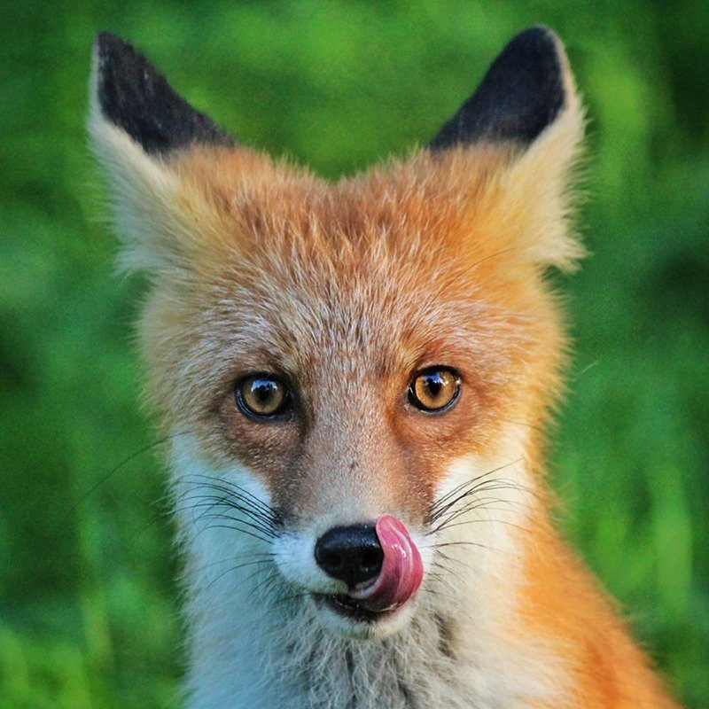 лиса,природа,лес,лис Лисеныш фото превью