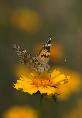 Эй! Кто там топчется как слон?