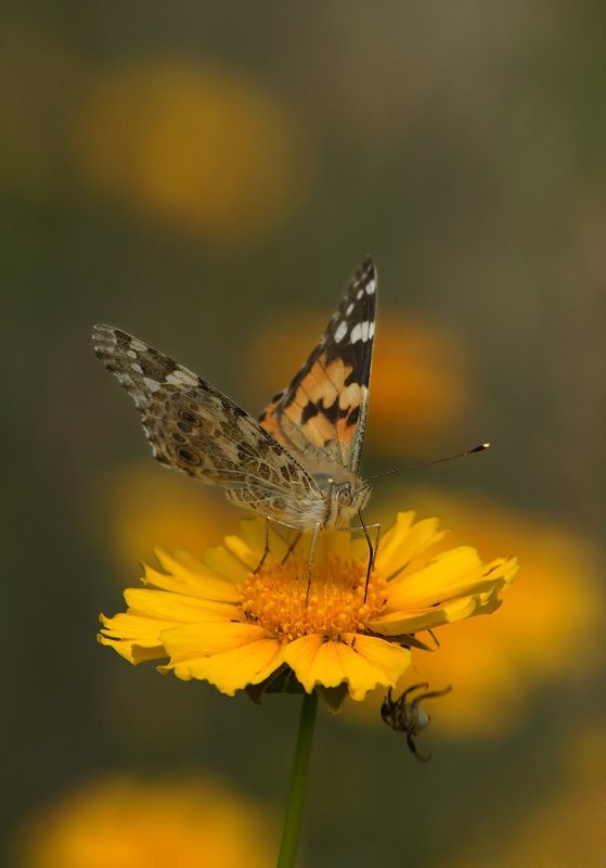 Эй! Кто там топчется как слон? фото превью