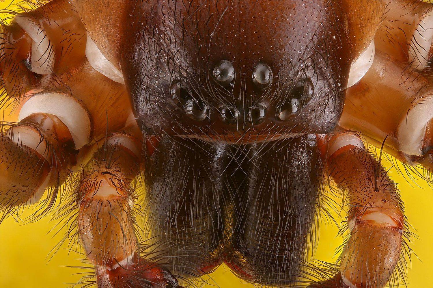 паук насекомое макро, Борис Фотомания