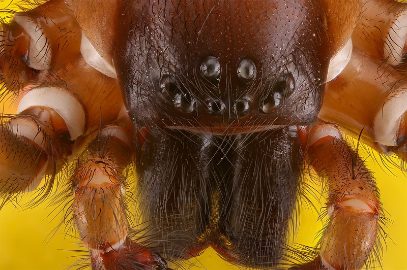 паук насекомое макро .... фото превью