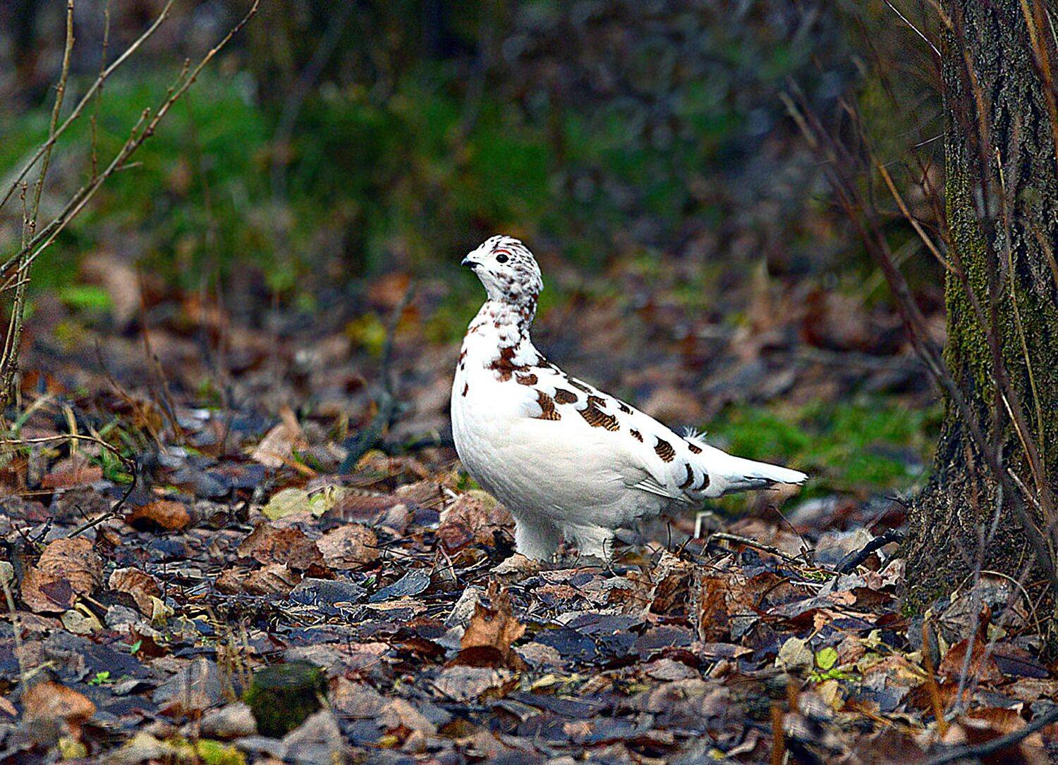 , Михаил Белоусов
