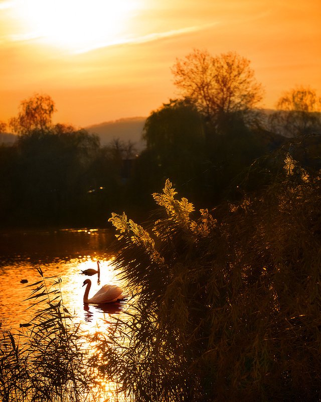 Лебединое озеро. Закат. фото превью