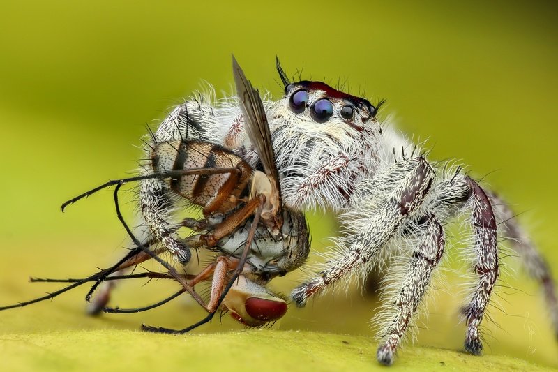 Spider фото превью