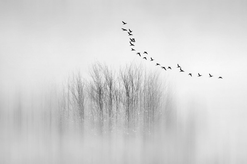 minimal, birds, black and white, trees, fog Departures фото превью