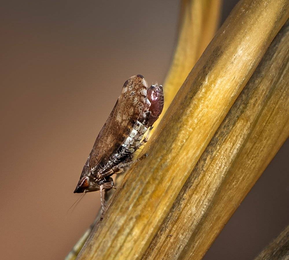 природа, макро, осень, насекомое, цикадка, Неля Рачкова