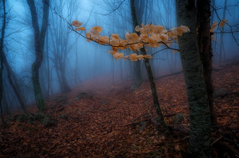 крым, водопад, лес,  пейзаж, деревья, россия,  осень, туман Последняя осень... фото превью