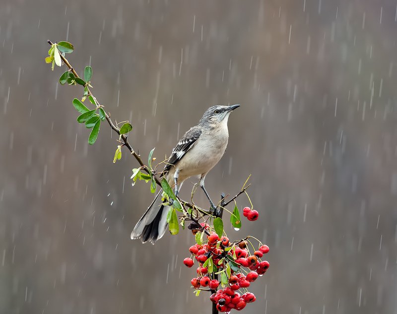 многоголосый пересмешник, northern mockingbird, пересмешник, дождь Любитель ягод - Многоголосый пересмешник фото превью