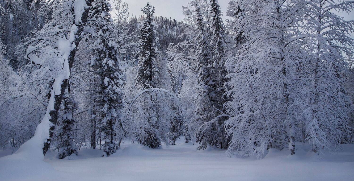 кузбасс, кузнецкий алатау, зима, мороз, сугробы, белый, лес,, Художников Павел
