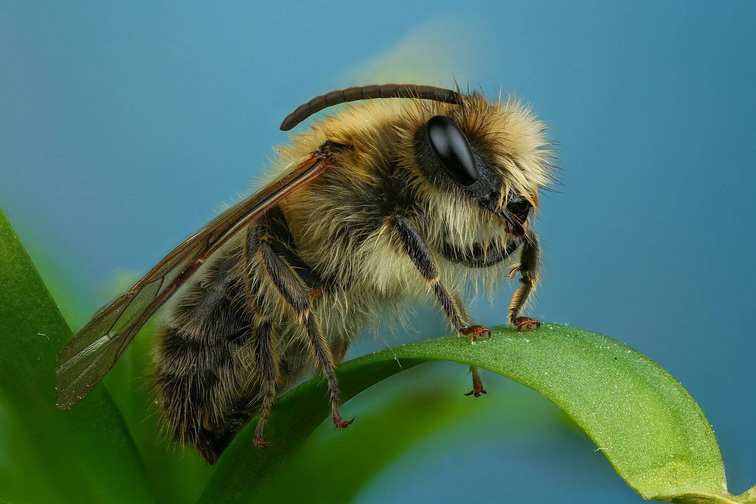 пчела макро природа усы цвет черный серый зеленый синий, Андрей Шаповалов