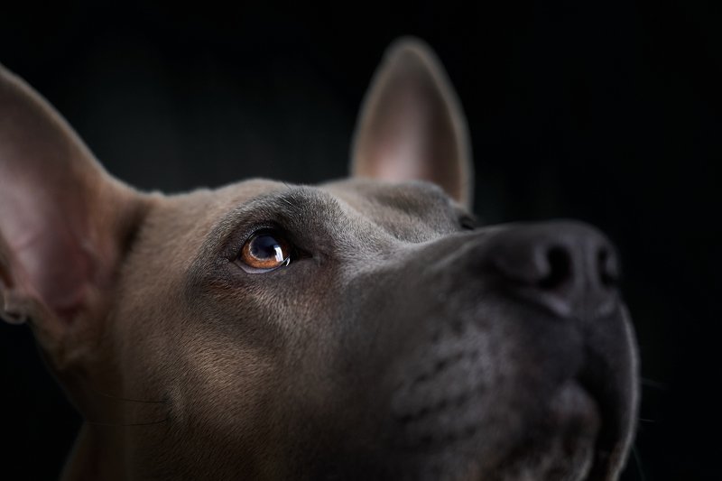 Thai ridgeback... фото превью