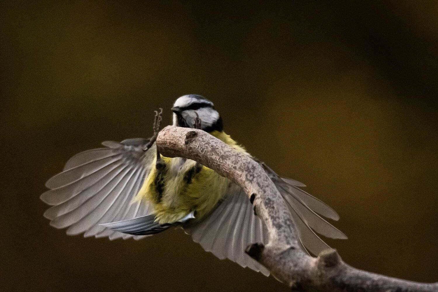 tit; bird; flying; no people; sparrow; wing; outdoors; one animal;, Sib&eacute;