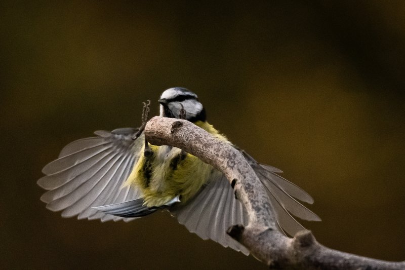 tit; bird; flying; no people; sparrow; wing; outdoors; one animal; Tit Jump фото превью
