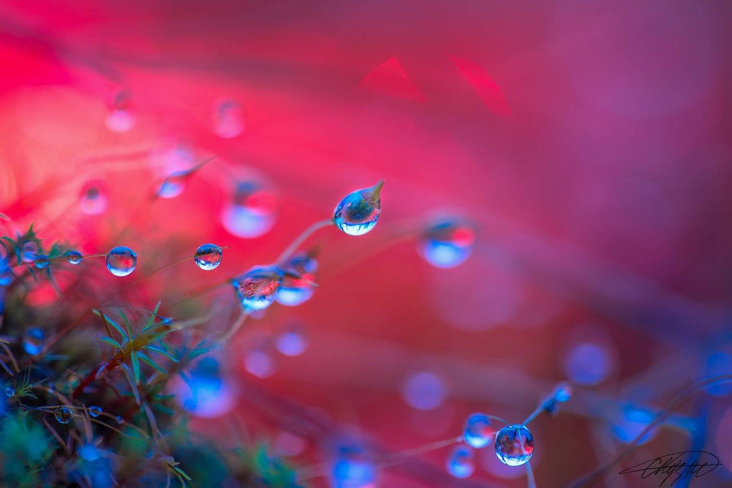 макрофотография, капли, роса, радостно. утро, Сергей Кузнецов