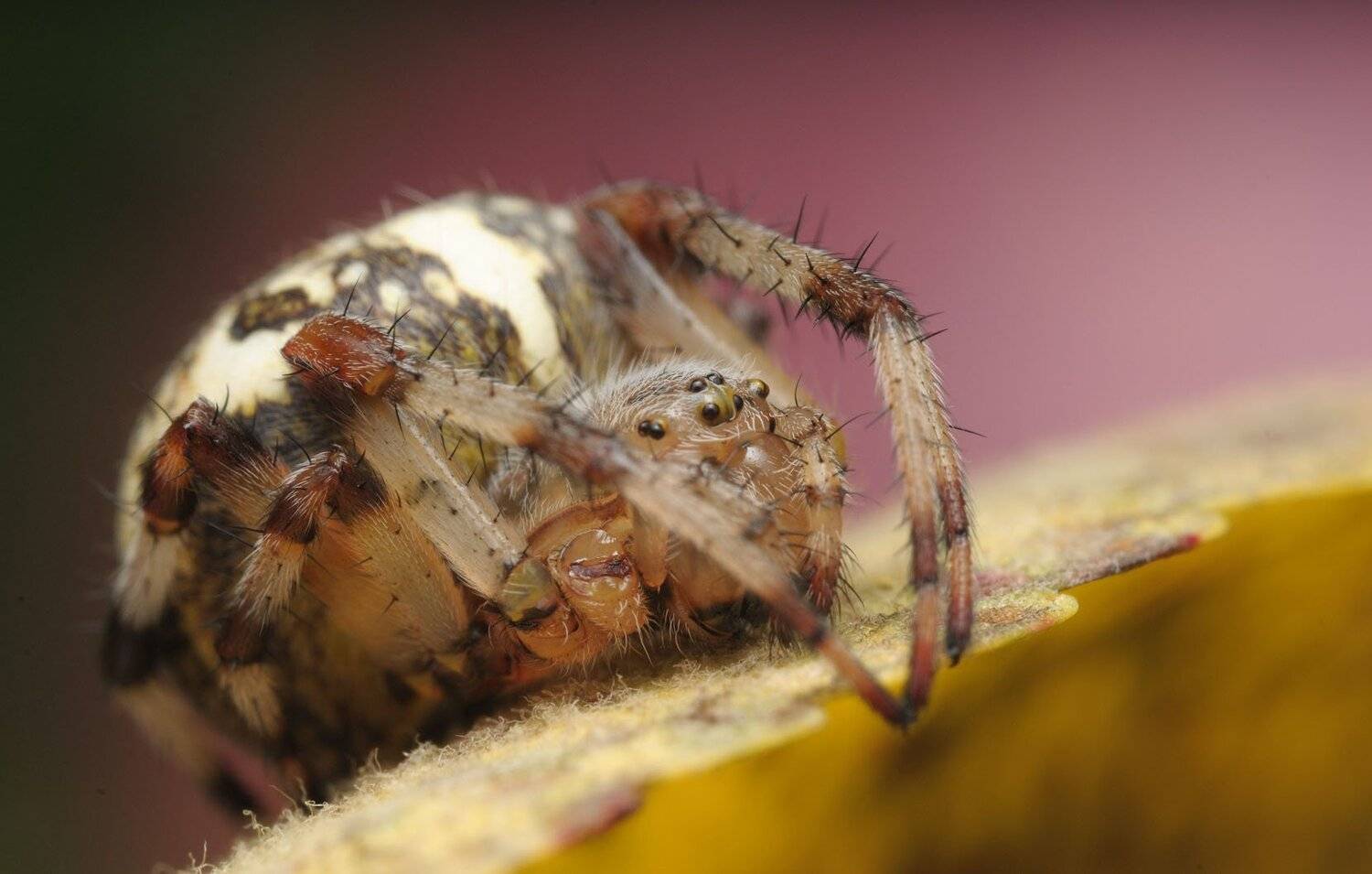 , Сергей Харитон