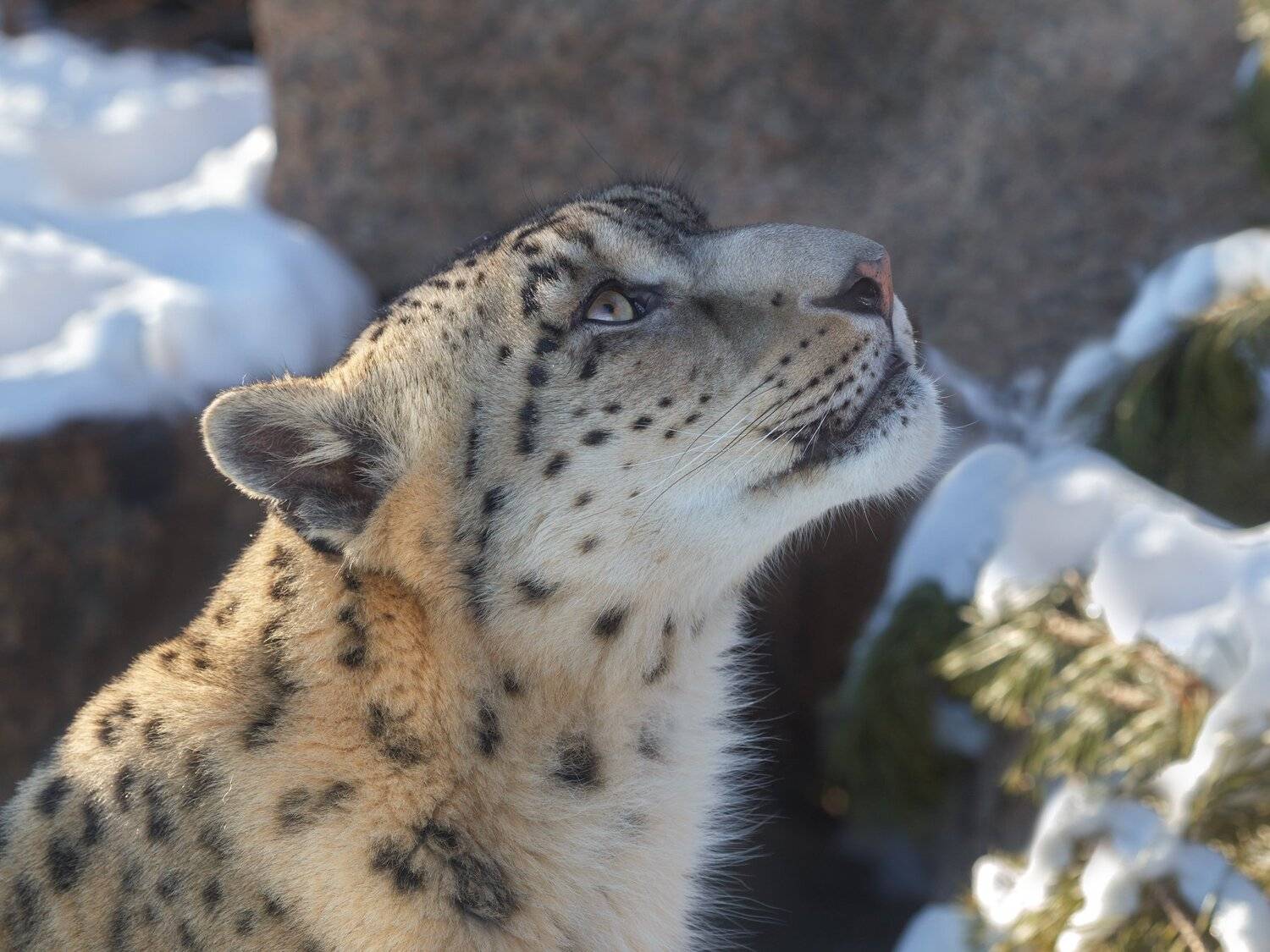 снежный барс, Олег Богданов