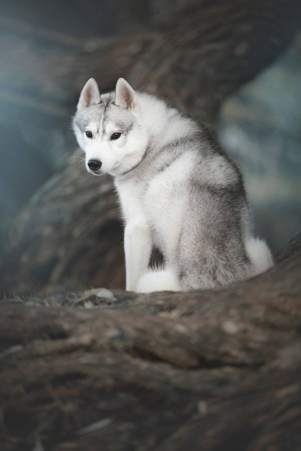 husky, dogs, siberian husky, Erika Tsogoeva