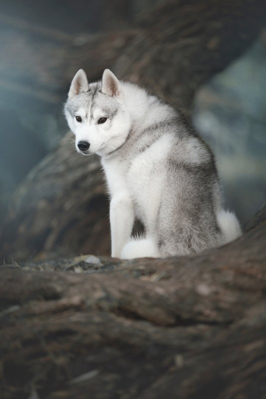 husky, dogs, siberian husky Haku on a log фото превью