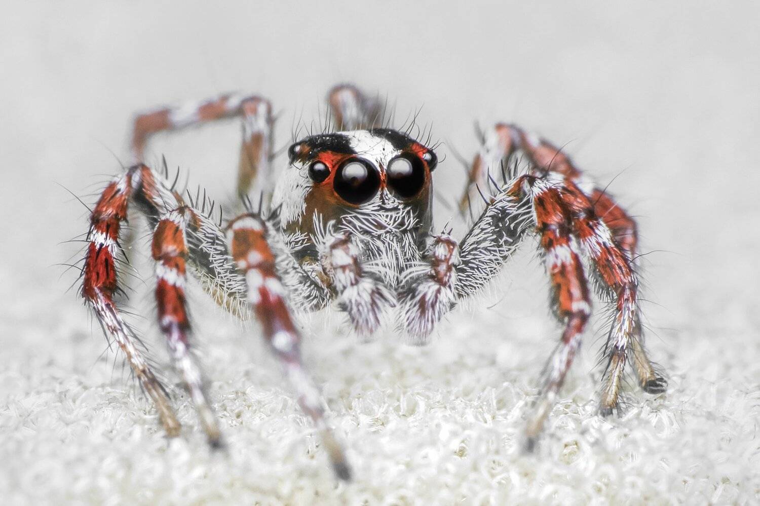 spider, insect animal, danger, dangerus, beatiful, beauty, tropical, eyes, small, macro, close up, jumpon leaf, park, outdoor, forest prey, wild, wildlife, snow, snowy, white, red, nature, natural, garden, NeCoTi ChonTin