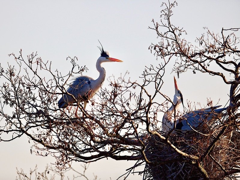 где  деньги , Зин ?.. фото превью