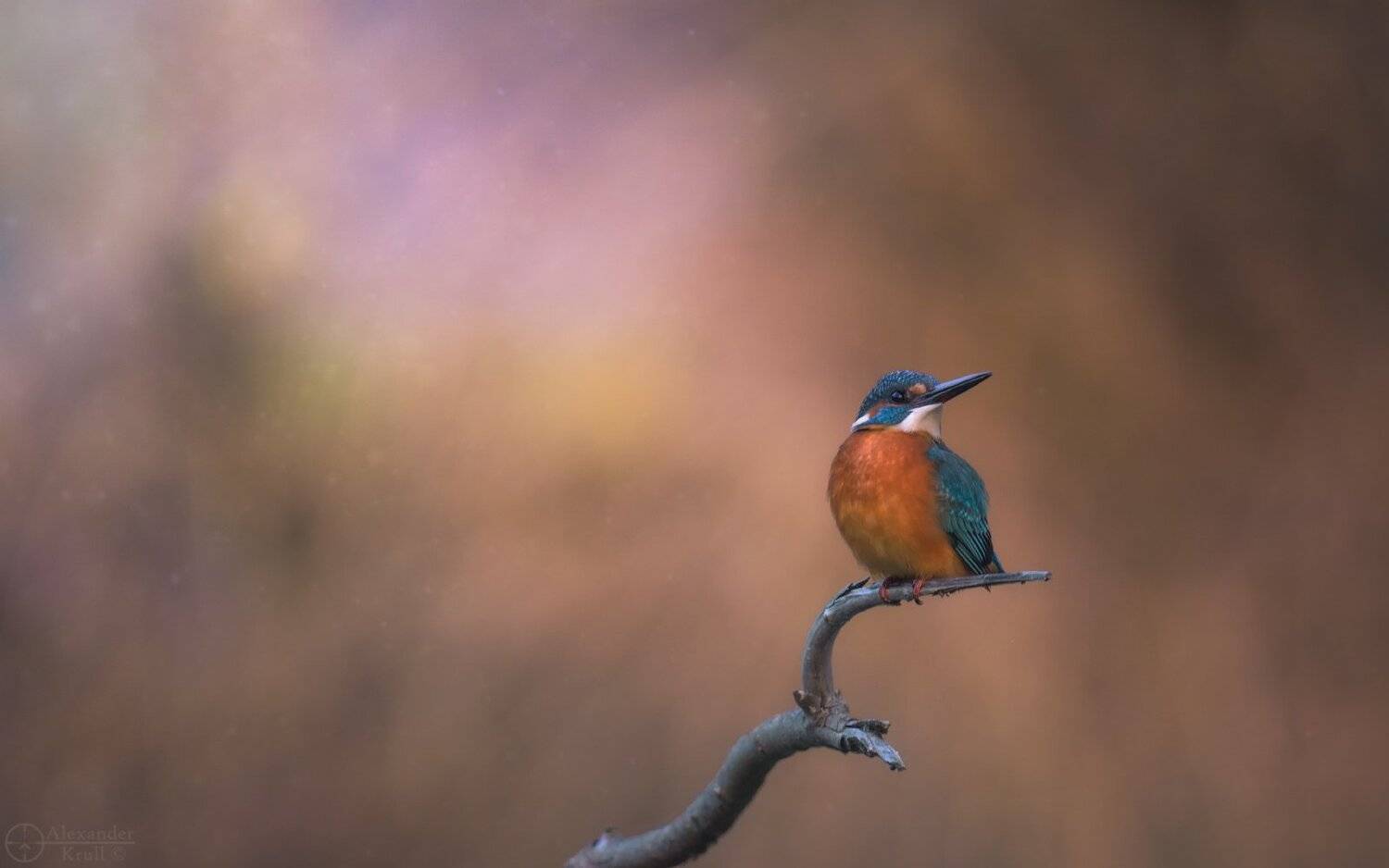 , Александр Круль