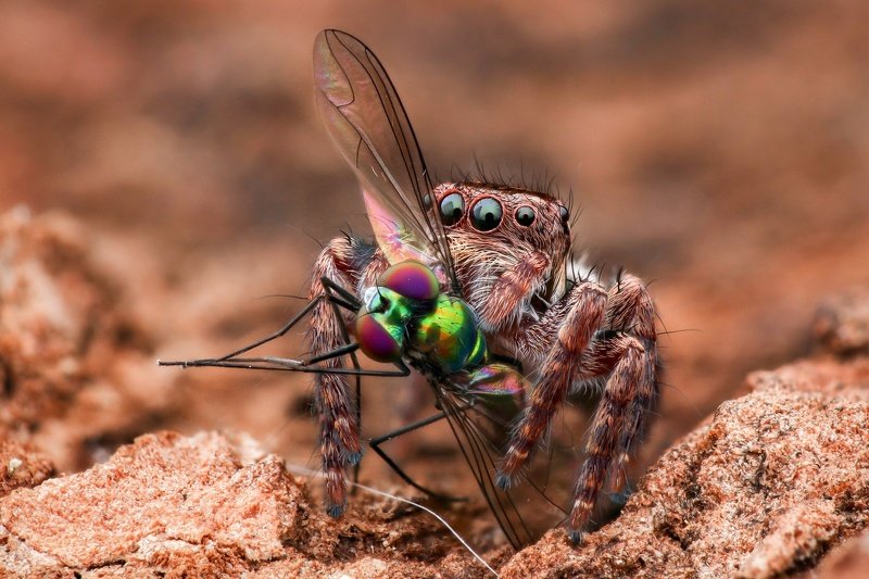 Spider фото превью