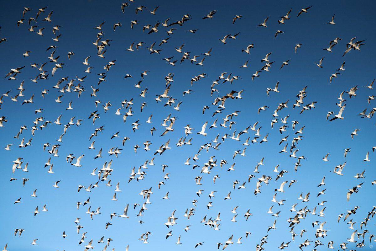 gulls, birds, wildlife, Wojciech Grzanka
