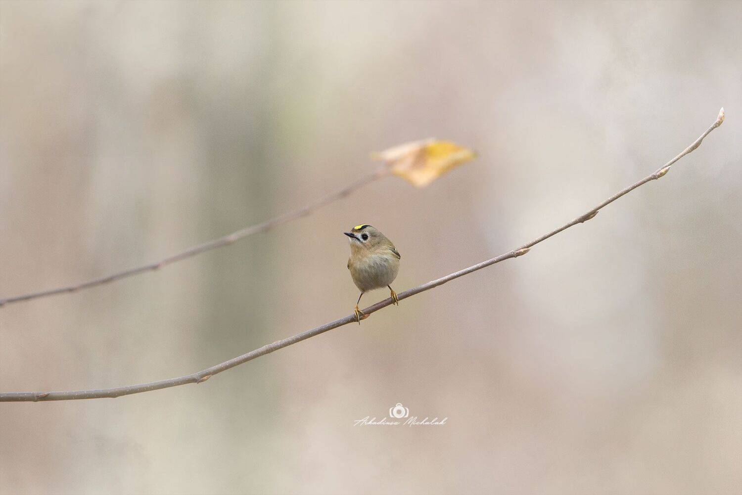 , Arkadiusz Michalak