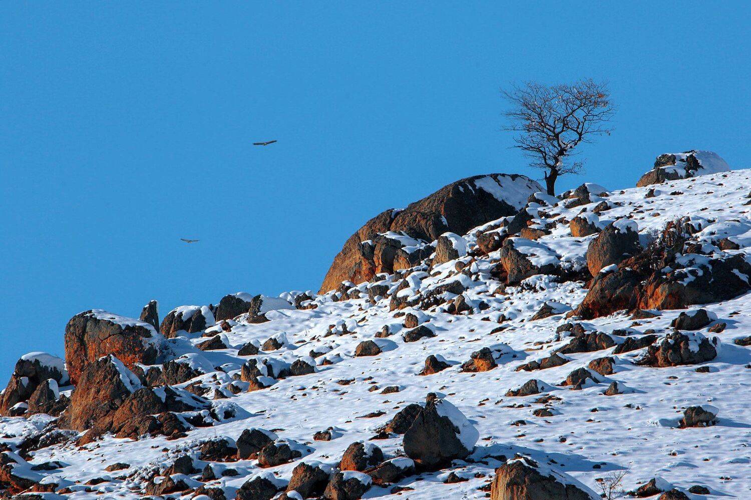 горы,орлы,грифы,вершины,пейзаж,небо,деревья,дагестан,природа, Marat Magov