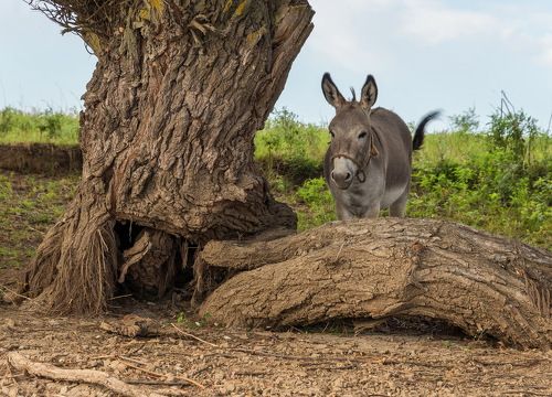 История про Иа