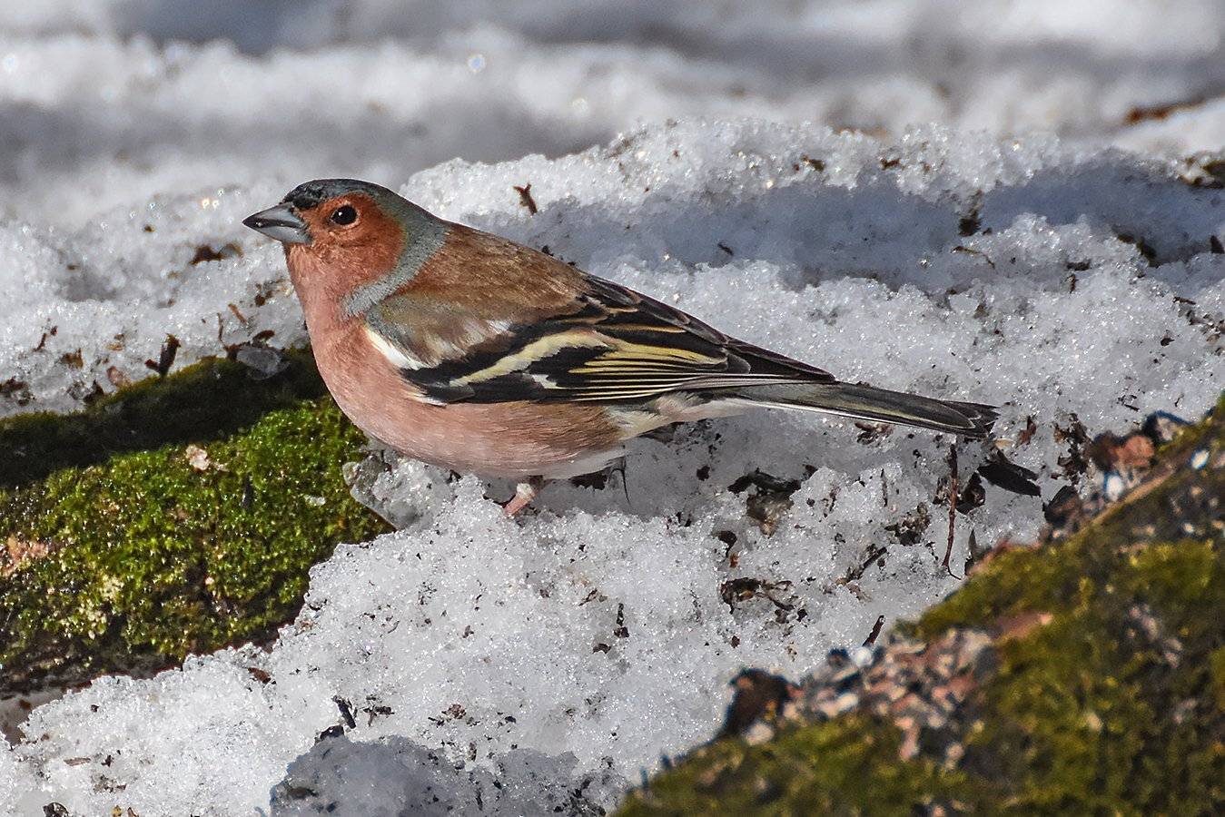 природа,животные,птицы,зяблик, Сергей Духанин
