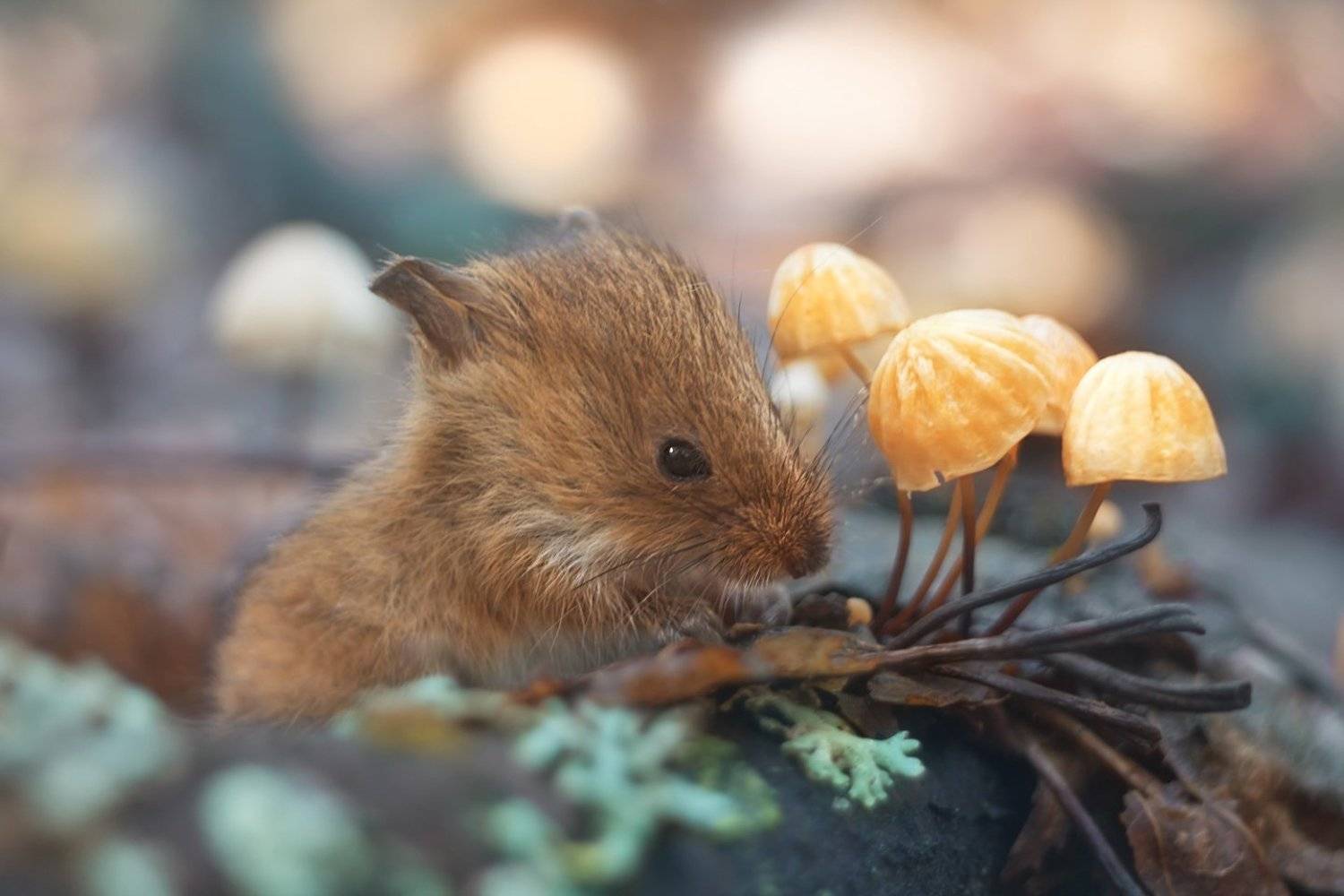 , Алёна Сурнина