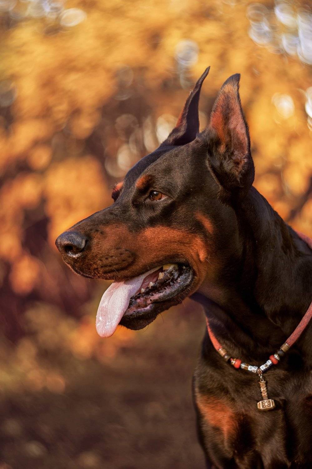 собака осень доберман гелиос, Анастасия Третьякова