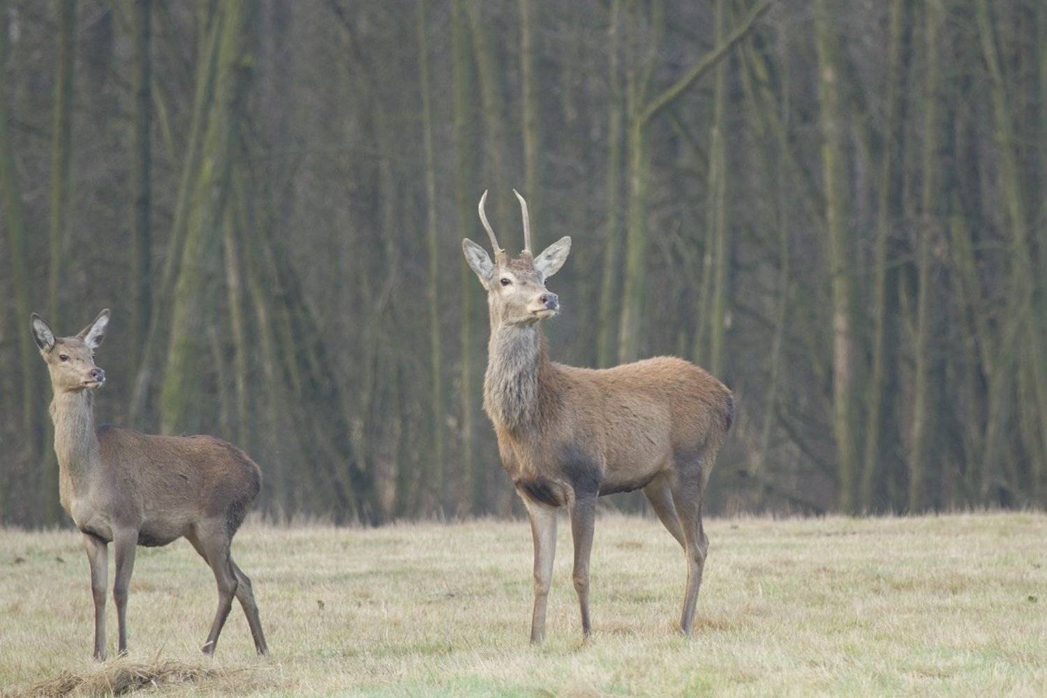 , Janina J?drzejewska-Szombara