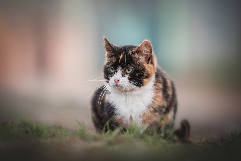 ... фото превью