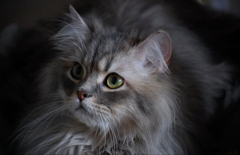 Котомодель фото превью