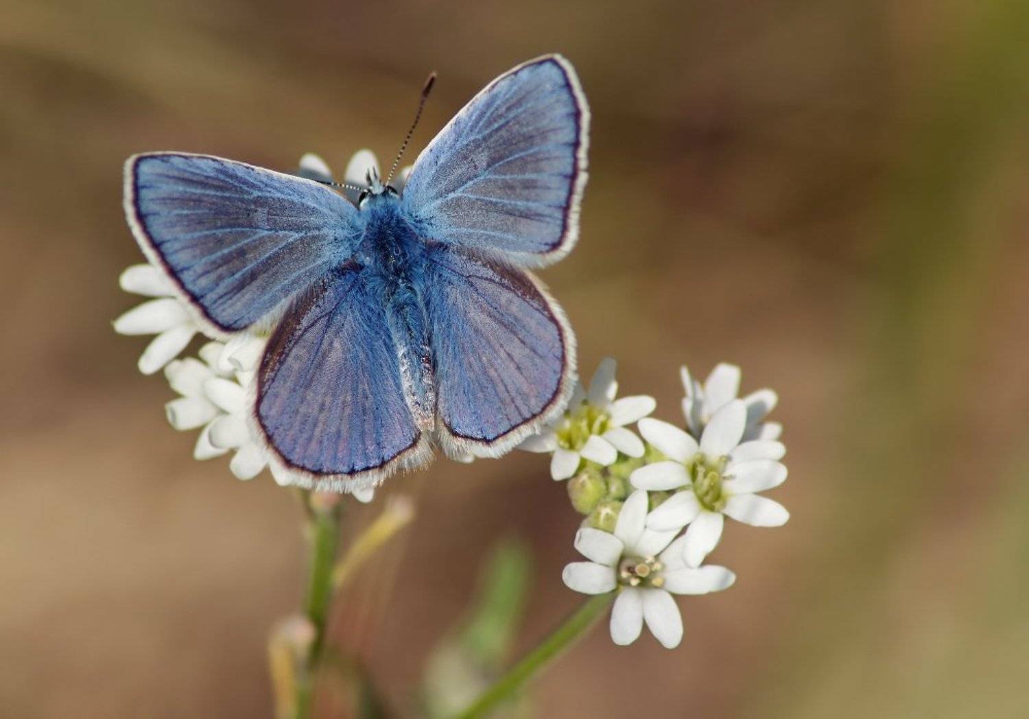 Бабочка, Чепленко Алексей