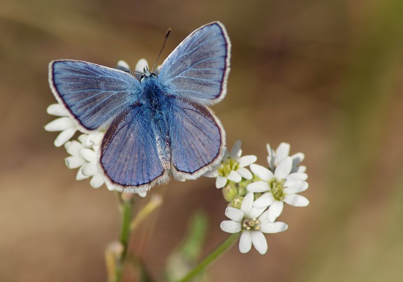 Икар фото превью