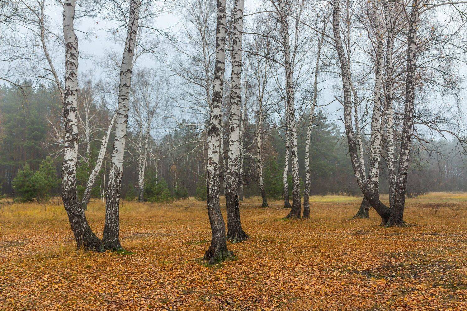 осень, берёзы, туман, лес, Руслан Востриков