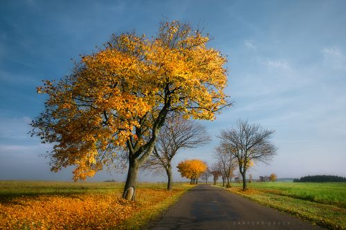 цвета осени
