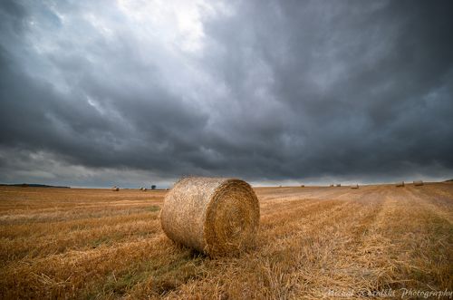 Harvest time under the steel dark sky.