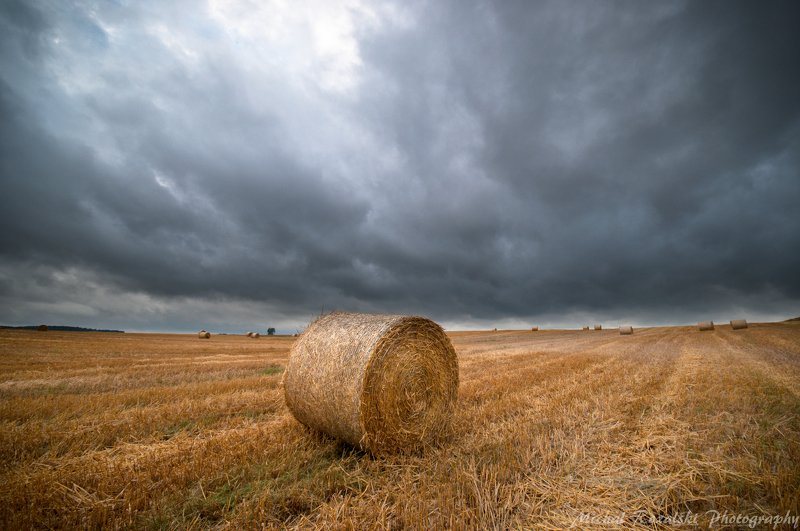 harvest, ,agriculture, ,season, ,summer, ,crops, ,sky, ,clouds, ,orange, , Harvest time under the steel dark sky. фото превью