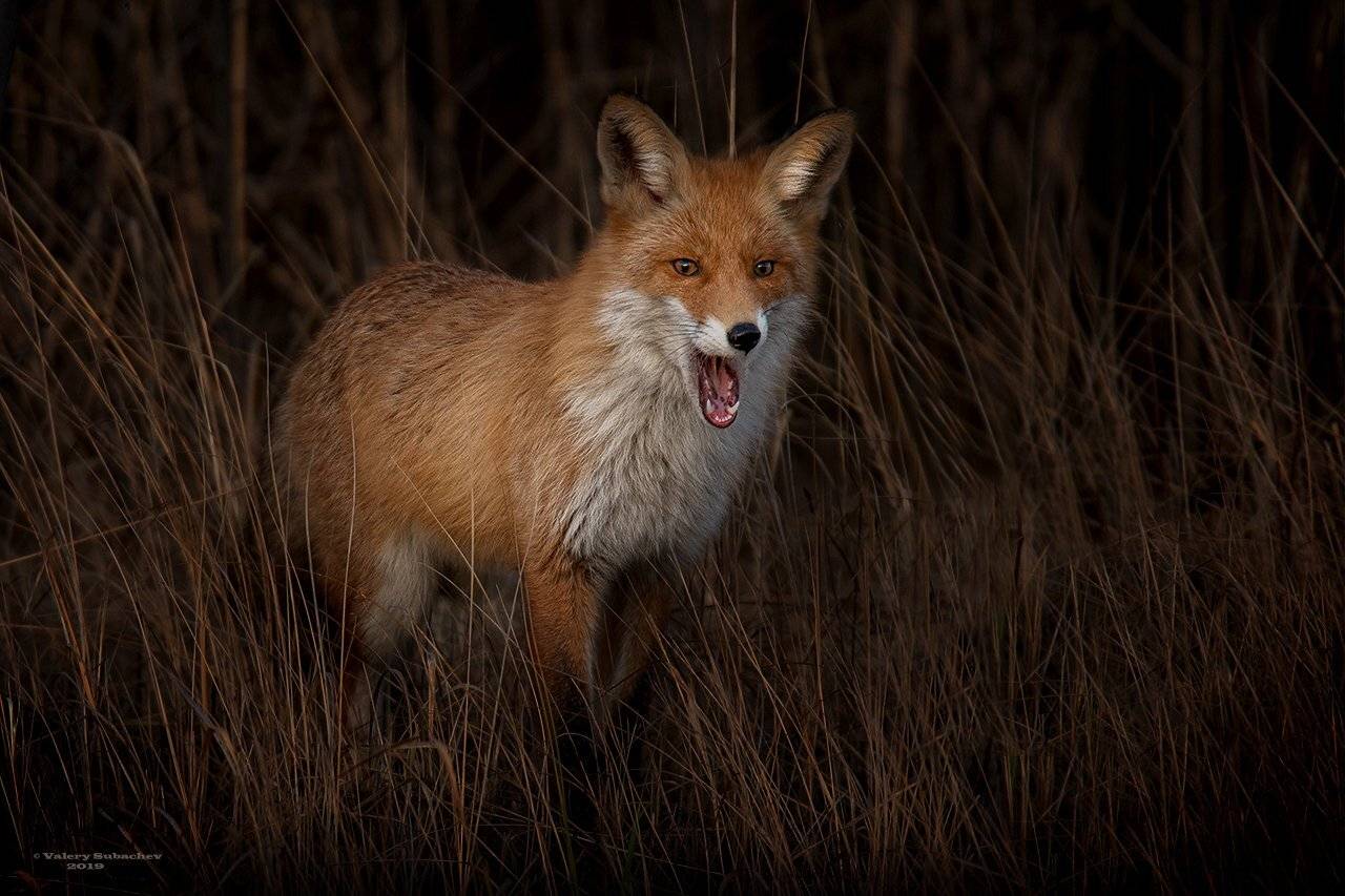 , Валерий Субачев