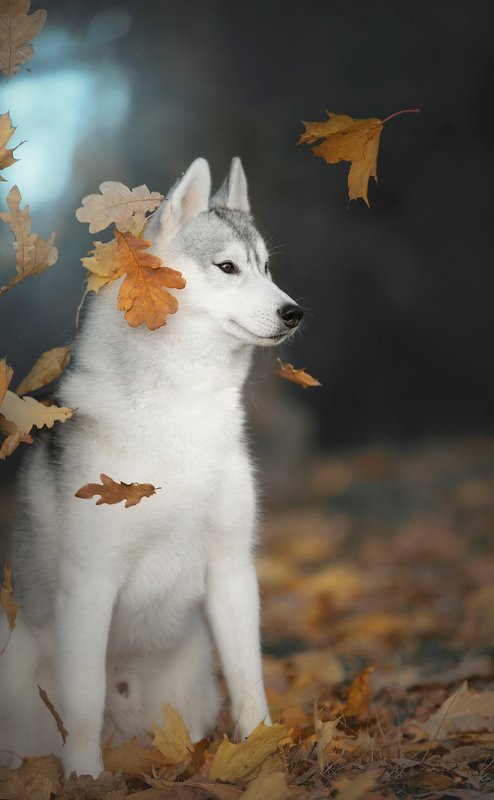 husky, dogs, siberian husky Autumn Haku фото превью