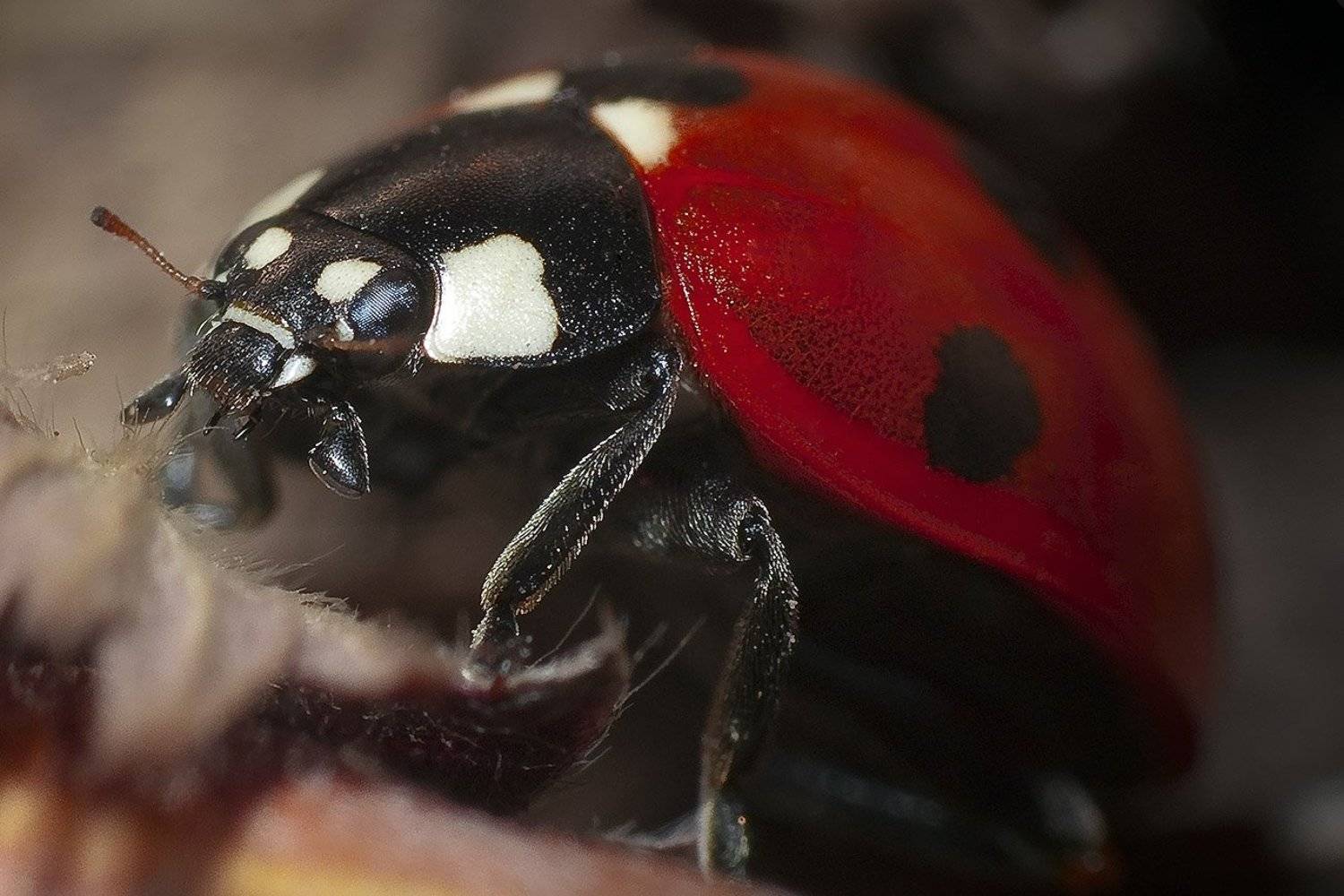 южный, урал, губерля орск, новотроицк, Качурин Алексей