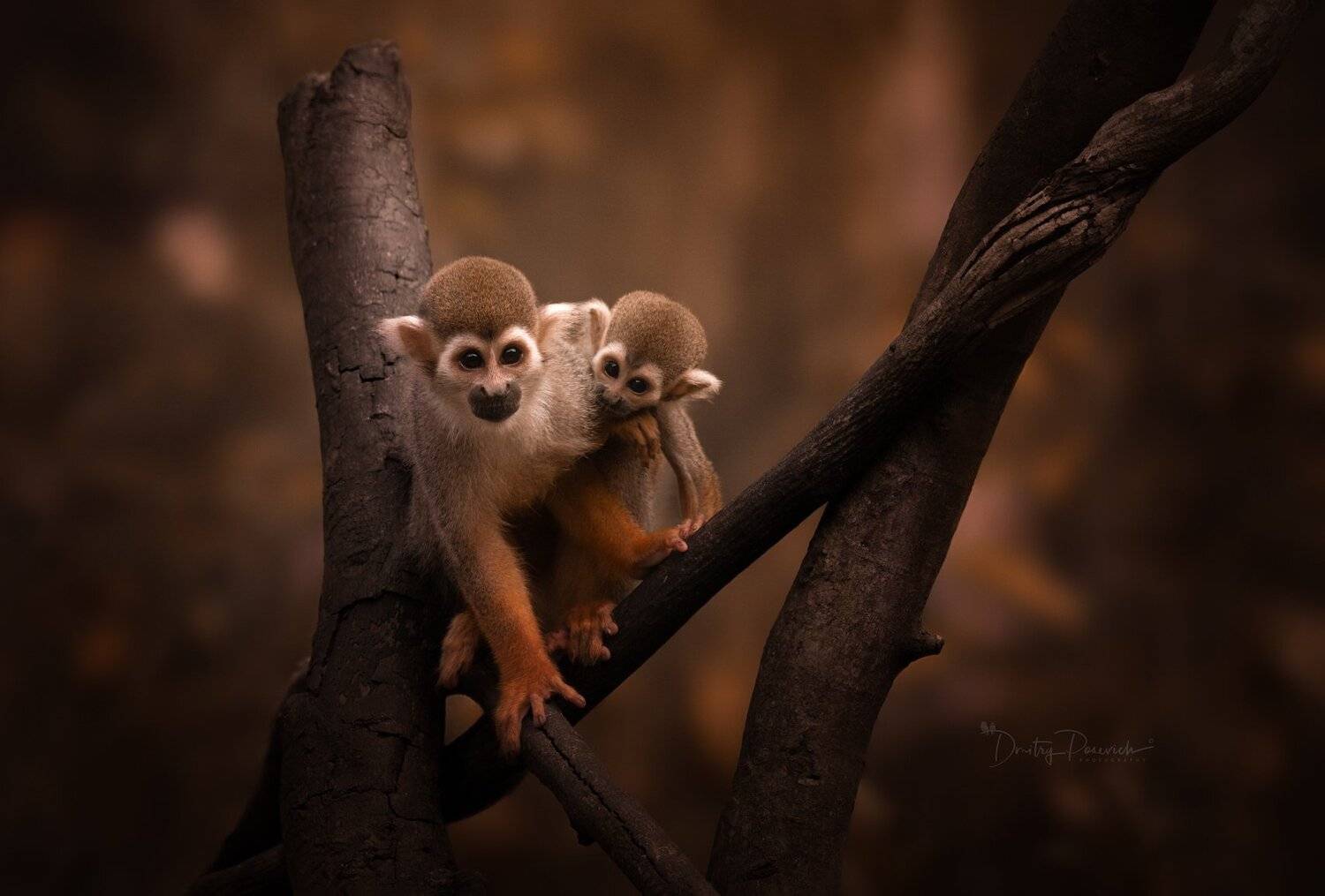 природа, животные, птицы, вьетнам, остров фукок, Дмитрий Посевич