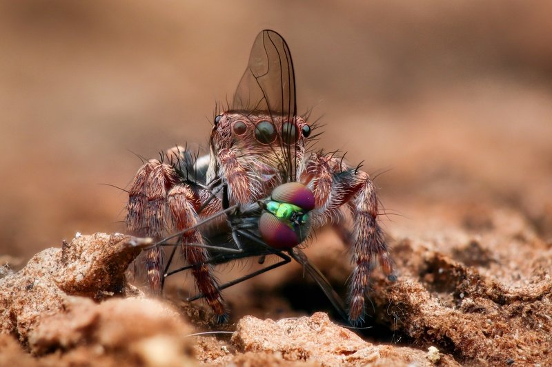 Spider фото превью